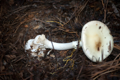 Amanita
