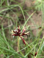 Cyperus usitatus