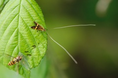 Nemophora degeerella