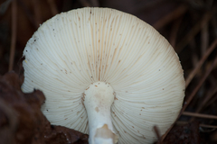 Amanita
