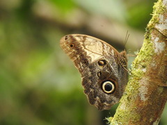 Nymphalidae