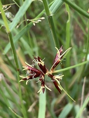 Cyperus usitatus