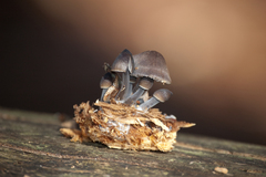 Mycena inclinata