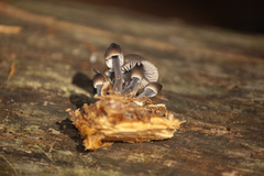 Mycena inclinata