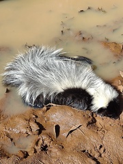 Mephitis macroura