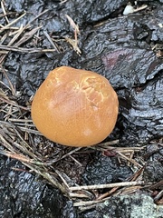 Cryptoporus volvatus