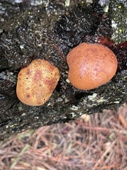 Cryptoporus volvatus