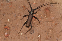 Xystrocera virescens