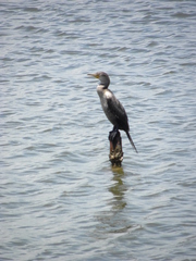 Nannopterum brasilianum