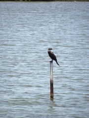 Nannopterum brasilianum