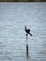 Nannopterum brasilianum