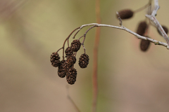 Alnus glutinosa