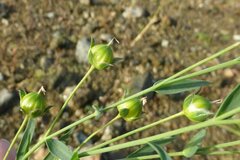 Linum usitatissimum