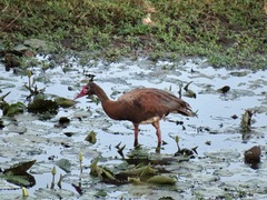 Plectropterus gambensis