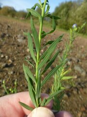 Linum usitatissimum