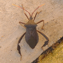 Acanthocephalini