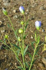 Linum usitatissimum