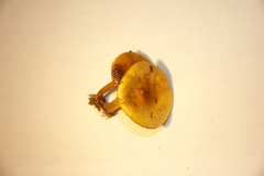 Heimiomyces tenuipes