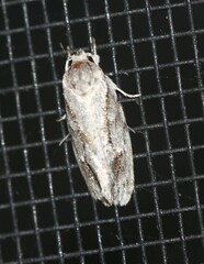 Agriophara curta