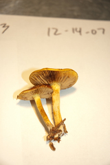 Heimiomyces tenuipes