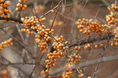 Hippophae rhamnoides