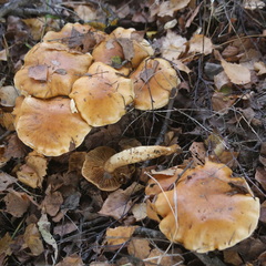 Cortinarius triumphans