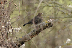 Turdus merula