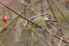 Cyanistes caeruleus