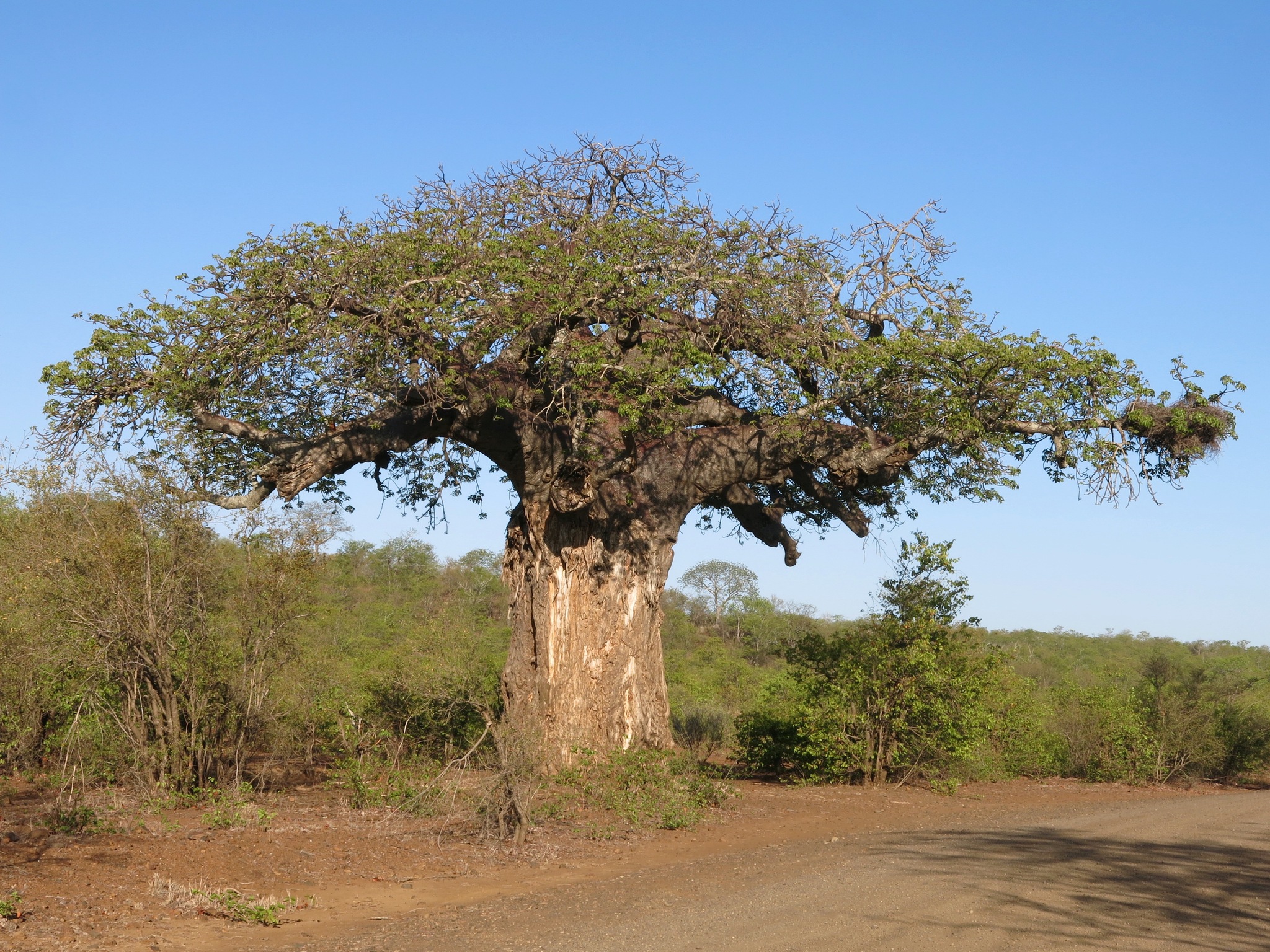 African baobab (Adansonia digitata) · iNaturalist