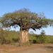 Baobab - Photo (c) leuli, algunos derechos reservados (CC BY-NC)