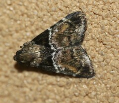Orthaga atribasalis