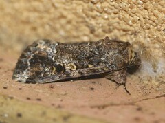 Spodoptera mauritia