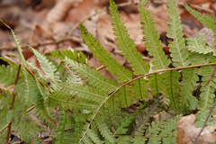 Dryopteris filix-mas