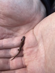 Plethodon elongatus