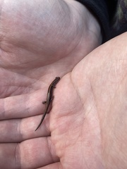Plethodon elongatus