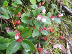 Gaultheria adenothrix