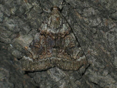 Oak Yellow Underwing