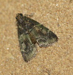 Orthaga atribasalis