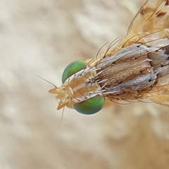 Insizwa striatifrons