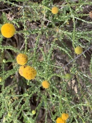 Pentzia incana