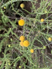 Pentzia incana