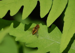 Parhelophilus