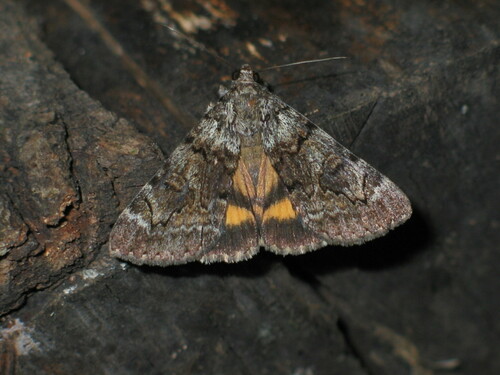 Oak Yellow Underwing