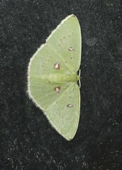 Comostola leucomerata