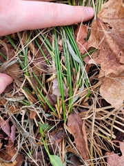Juncus effusus