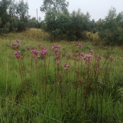 Campuloclinium macrocephalum