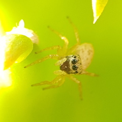 Salticinae