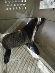 Arctocephalus australis