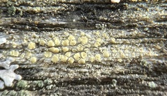 Lecanora strobilina