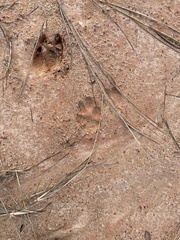 Canis latrans